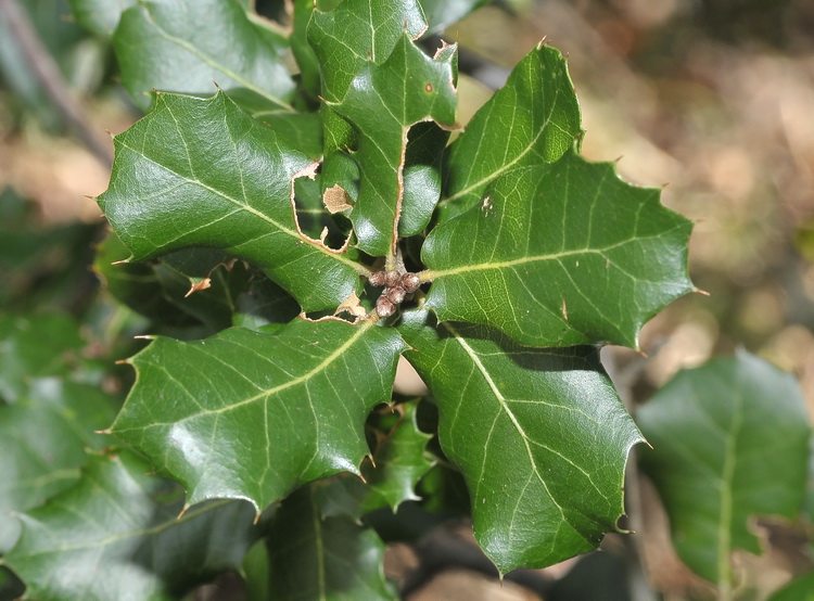 Quercus coccifera L. /  Quercia spinosa